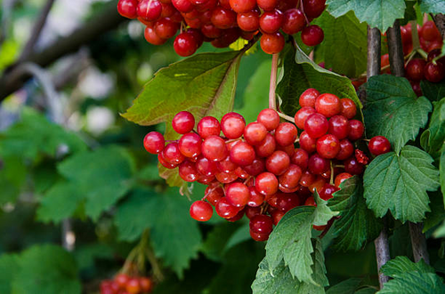Cranberry Fruit Extract