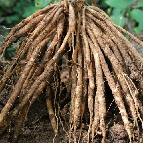 Shatavari Root Extract