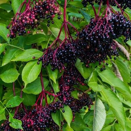  Elderberry Fruit Extract